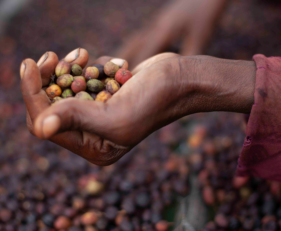 The Conscious Cup: Navigating the World of Ethical Coffee Sourcing